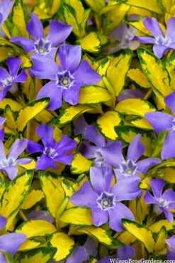 Illumination Variegated Periwinkle (Vinca Minor) - 5 Pack Of Pint Pots -Green Haven Sales vinca minor illumination 10