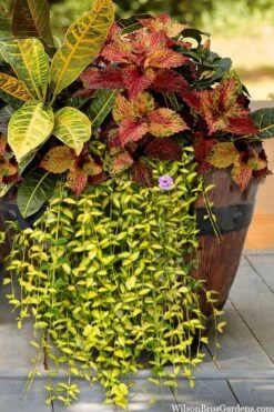 Illumination Variegated Periwinkle (Vinca Minor) - 5 Pack Of Pint Pots -Green Haven Sales vinca minor illumination 7