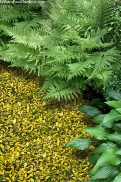 Illumination Variegated Periwinkle (Vinca Minor) - 5 Pack Of Pint Pots -Green Haven Sales vinca minor illumination 8