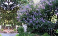 Shoal Creek Chaste Tree (Vitex) - 5 Gallon Pot -Green Haven Sales vitex agnus castus shoal creek chaste tree 53